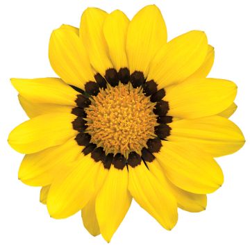 Gazanie Zany F1 Yellow (pillierte Samen) - Gazania