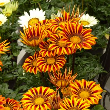 Gazanie rigens Zany Orange Flame (Samen) - Gazania