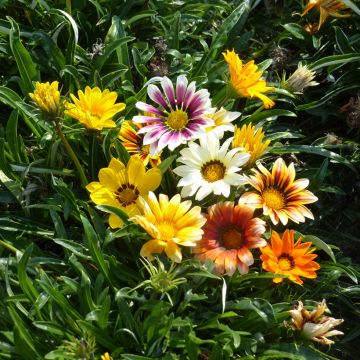Gazanie Garden Star Mix (Samen) - Gazania