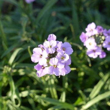 Erysimum linifolium Little Kiss lilac - Garten-Goldlack