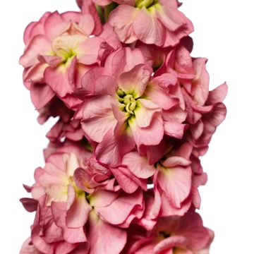 Levkoje Stox Antique Rose (Samen) - Matthiola incana