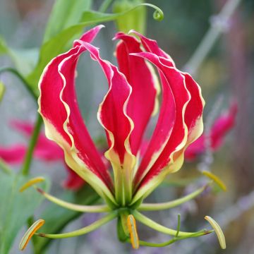 Gloriosa superba var. rothschildiana (Samen) - Ruhmeskrone