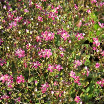 Schleierkraut Kermesina (Samen) - Gypsophila elegans