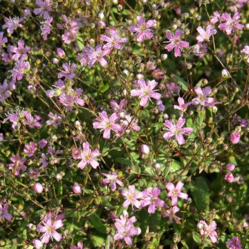 Schleierkraut elegans Rosea (Samen) - Gypsophila elegans
