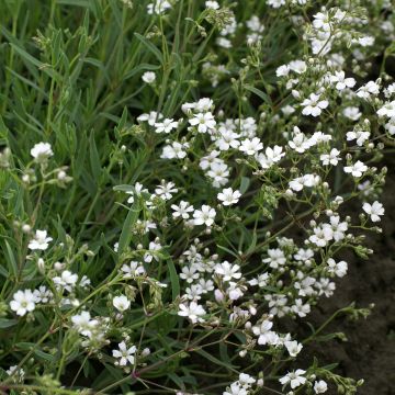 Kriechendes Gipskraut Alba (Samen) - Gypsophila repens