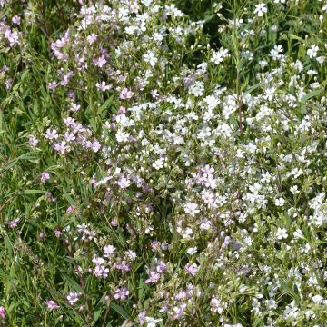 Kriechendes Albarosa Mix (Samen) - Gypsophila repens