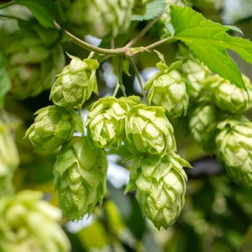Humulus lupulus (Samen) - Hopfen