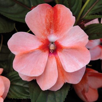 Fleißige Lieschen Florific Sweet Orange Mixed (Samen) - Impatiens