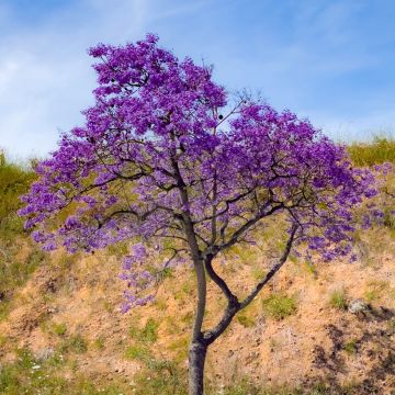 Jacaranda mimosifolia (Samen) - Palisanderholzbaum