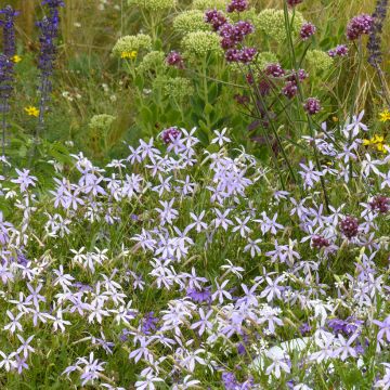 Isotoma axilaris Blue Stars (Pillierte Samen) - Schein-Lobelie