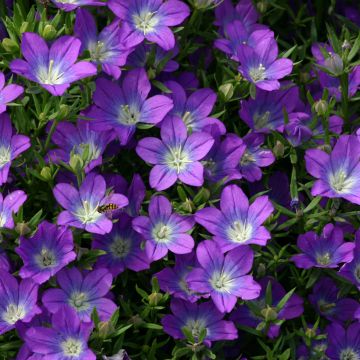 Legousia pentagonia (Samen)