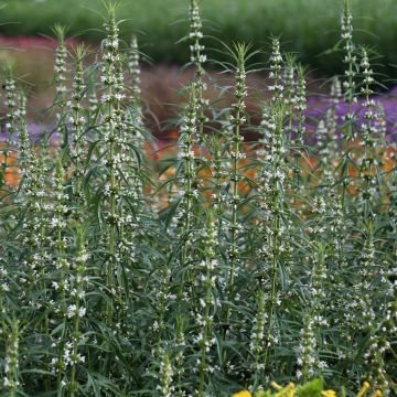 Leonurus sibiricus Alba (Samen) - Sibirisches Herzgespann