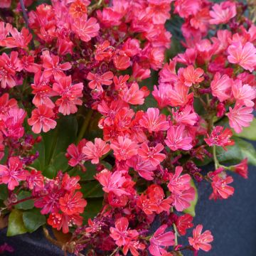 Lewisia cotyledon Elise Ruby Red (Samen) - Bitterwurz
