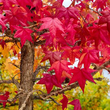 Liquidambar styraciflua (Samen) - Amberbaum