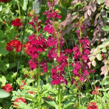 Prachtlobelie Fan Burgundy (Samen) - Lobelia speciosa