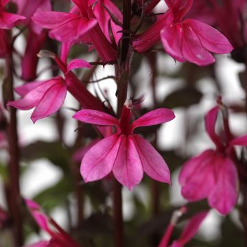 Prachtlobelie Starship Rose (Samen) - Lobelia speciosa