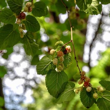 Morus alba (Samen) - Weißer Maulbeerbaum