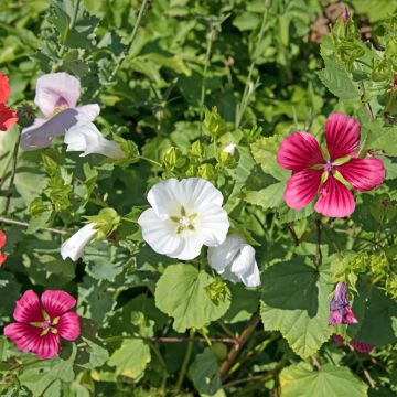 Malope trifida weisse (Samen)