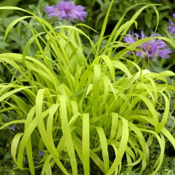 Milium effusum Aureum (Samen) - Flattergras
