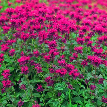  Monarda didyma Panorama Red Shades - Goldmelisse