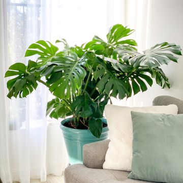Monstera deliciosa (Samen) - Köstliches fensterblatt