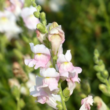 Löwenmäulchen Appleblossom (Samen) - Antirrhinum majus