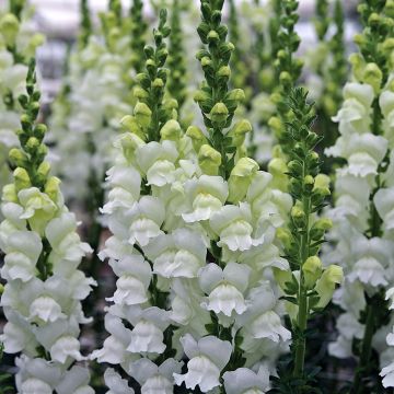 Löwenmäulchen Opus III/IV Fresh White (Samen) - Antirrhinum