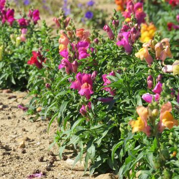 Löwenmäulchen Magic Carpet Mix (Samen) - Antirrhinum