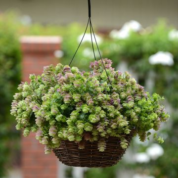 Gewöhnlicher Dost Kirigami (Pillierte Samen) - Origanum rotundifolium 