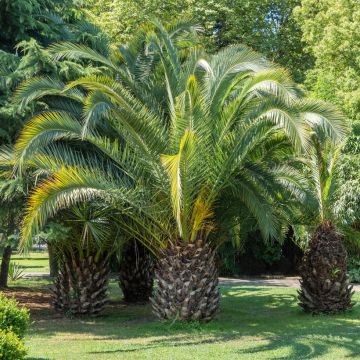 Butia capitata (Samen) - Butia-Palme