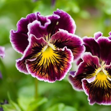 Stiefmütterchen Rococo (Samen)