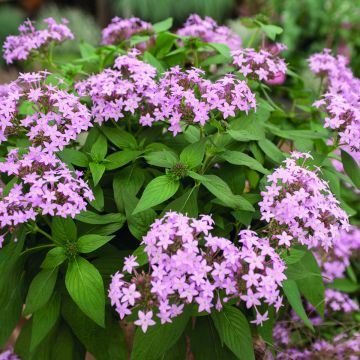 Pentas Northern Lights Lavender (Samen) - Fünfzahlstrauch