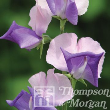 Lathyrus odoratus Erewhon (Samen) - Gartenwicke