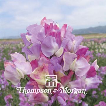 Duftwicke Prima Ballerina (Samen) - Lathyrus odoratus