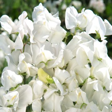 Duftwicke Spencer Royal Wedding (Samen) - Lathyrus odoratus