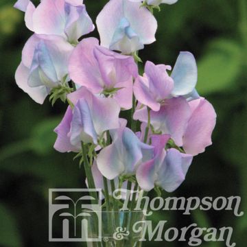 Duftwicke Turquoise Lagoon (Samen) - Lathyrus odoratus