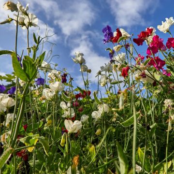 Graines de Pois de senteur Winter Sunshine Formula Mix - Lathyrus odoratus