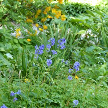 Polemonium caeruleum Blue Pearl (Samen) - Jakobsleiter