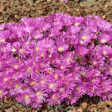 Delosperma cooperi Table Mountain (pillierte Samen)
