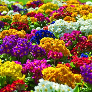 Hohe Schlüsselblume Crescendo® Mix (primed samen) - Primula elatior