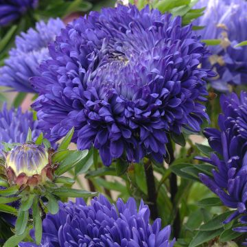 Sommeraster King Size Mid-Blue (Samen) - Callistephus chinensis