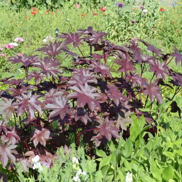 Ricinus communis New Zealand Purple (Samen) - Rizinus
