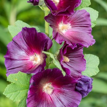 Alcea rosea Halo Lavender- Gewöhnliche Stockrose