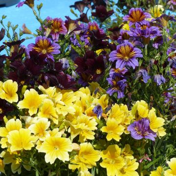 Salpiglossis sinuata Royale F1 Mix (Samen) - Trompetenzunge