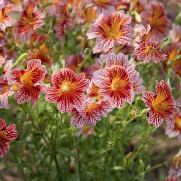 Salpiglossis sinuata Tora Red (Pillierte Samen) - Trompetenzunge
