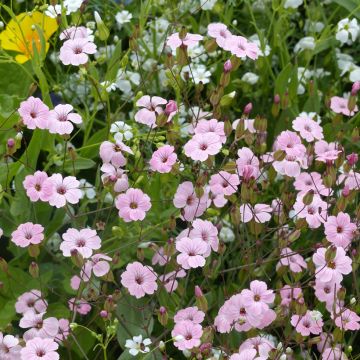 Kuhnelke Pink Beauty (BIO Samen) - Vaccaria hispanica