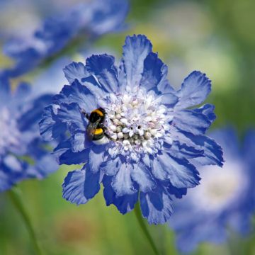 Große Skabiose Fama deep Blue (Samen) - Scabiosa caucasica