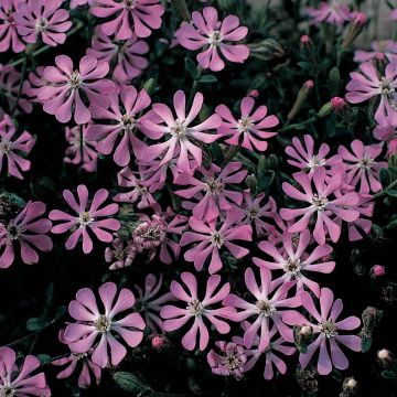 Farbiges Leimkraut Pink Pirouette (Samen) - Silene colorata