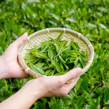 Camellia sinensis (Samen) - Chinesischer Teestrauch