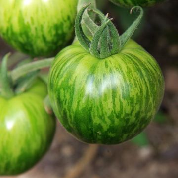 Tomate Green Zebra BIO1
